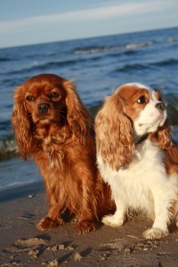hundestrand-usedom-sept2010-320 Coco + Scarlett am Hundestrand