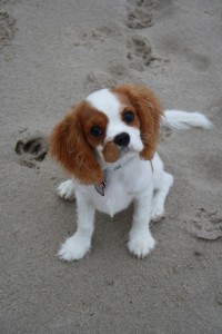 Amy am Hundestrand auf Usedom 