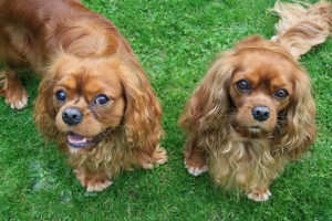 img_9302 Valentin und Coco im Mai 2013